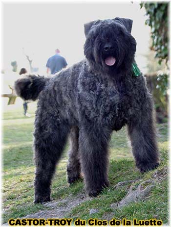 bouvier des flandres du clos de la luette - copyright d&eacute;pos&eacute;